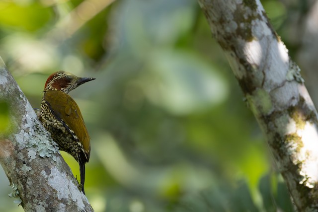 Brown-eared Woodpecker (Pardipicus caroli) — best photo, 1 in total