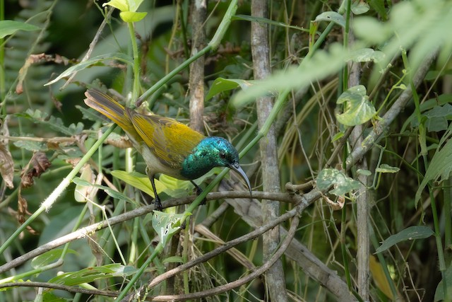 Green-headed Sunbird (Cyanomitra verticalis) — best photo, 1 in total