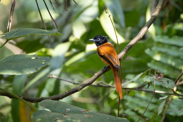 Black-headed Paradise-Flycatcher (Terpsiphone rufiventer) — best photo, 1 in total