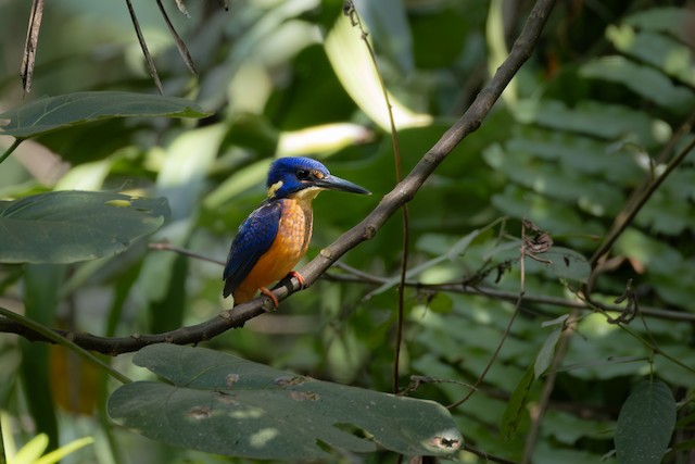 Shining-blue Kingfisher (Alcedo quadribrachys) — best photo, 3 in total