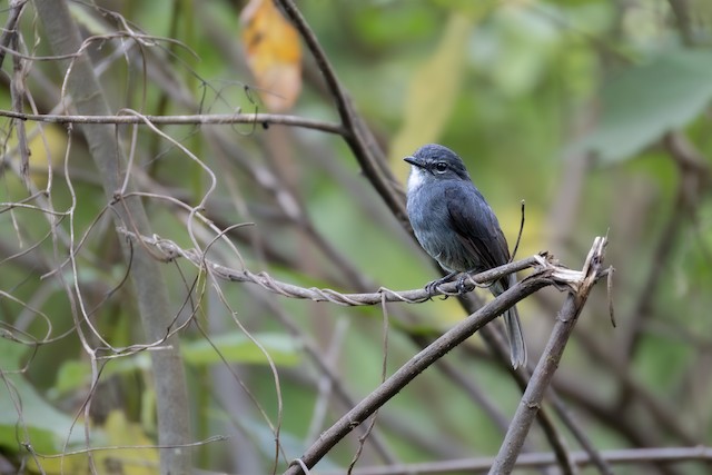 Dusky-blue Flycatcher (Bradornis comitatus) — best photo, 2 in total