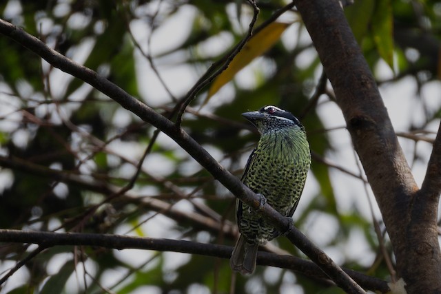 Hairy-breasted Barbet (Tricholaema hirsuta) — best photo, 3 in total