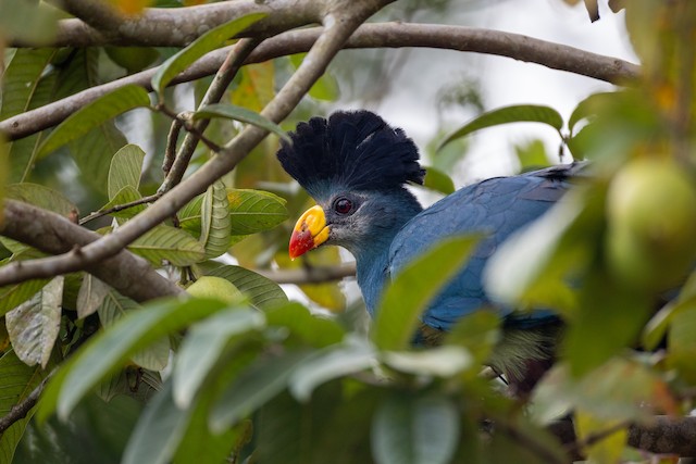 Turacos & Go-away-birds