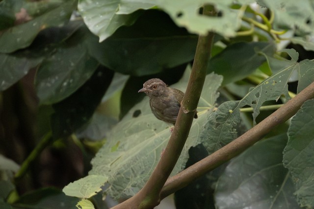 Green Crombec (Sylvietta virens) — best photo, 3 in total