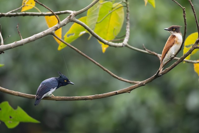 Black-and-white Shrike-flycatcher (Bias musicus) — best photo, 7 in total