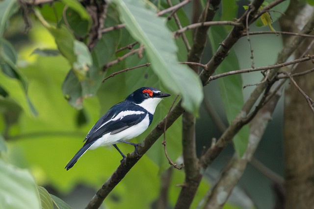 Brown-throated Wattle-eye (Platysteira cyanea) — best photo, 2 in total