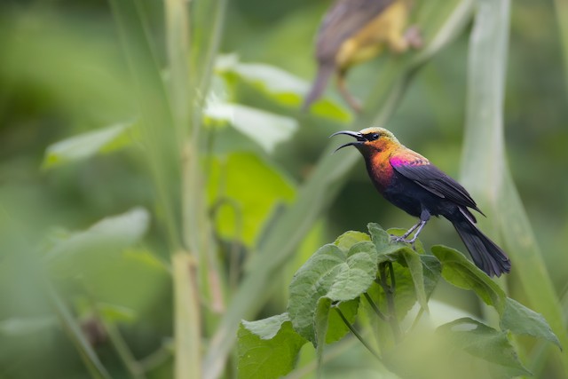 Copper Sunbird (Cinnyris cupreus) — best photo, 2 in total