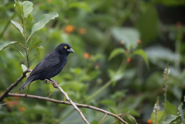 Vieillot's Black Weaver (Ploceus nigerrimus) — best photo, 5 in total