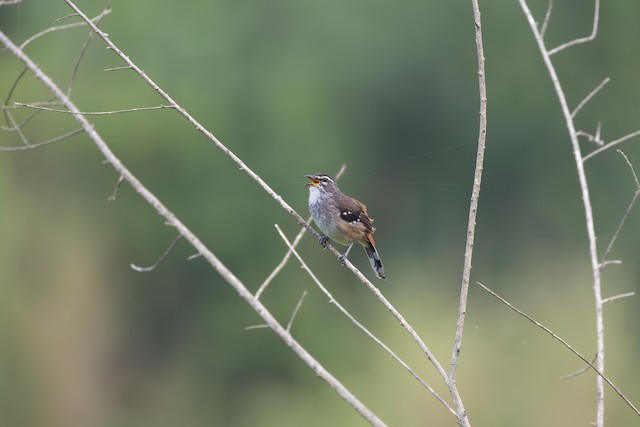 Brown-backed Scrub Robin (Cercotrichas hartlaubi) — best photo, 1 in total