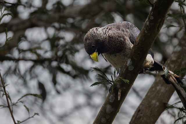 Eastern Plantain-eater (Crinifer zonurus) — best photo, 3 in total