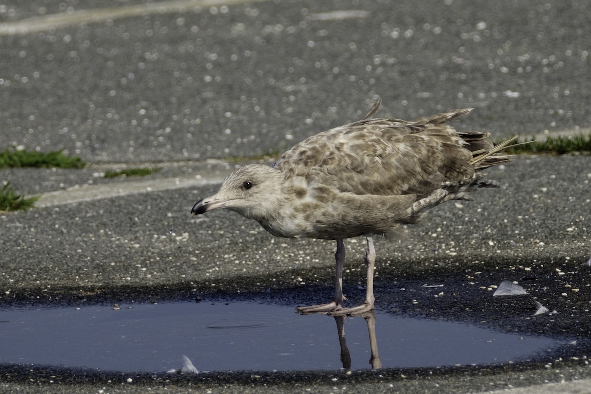 Herring Gull - ML66246651