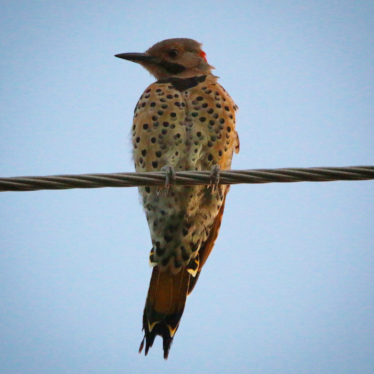Northern Flicker (Yellow-shafted) - ML66246901