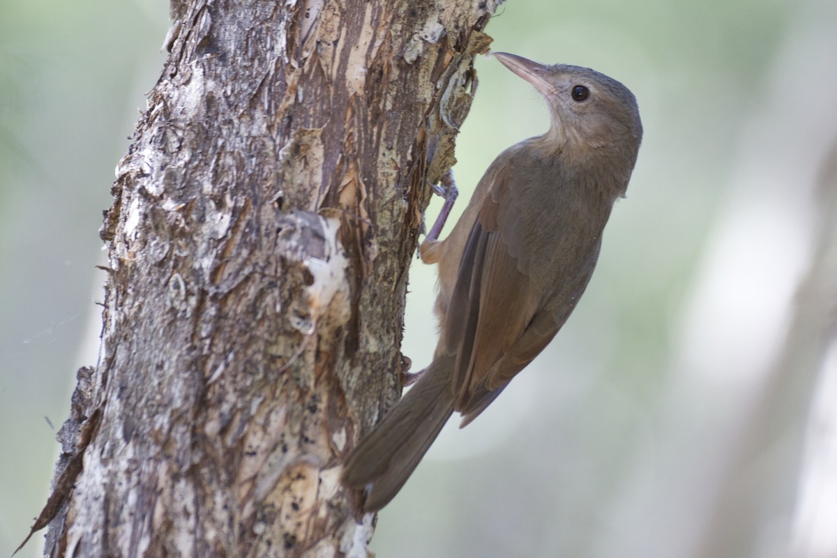 Rufous Shrikethrush - ML66247321