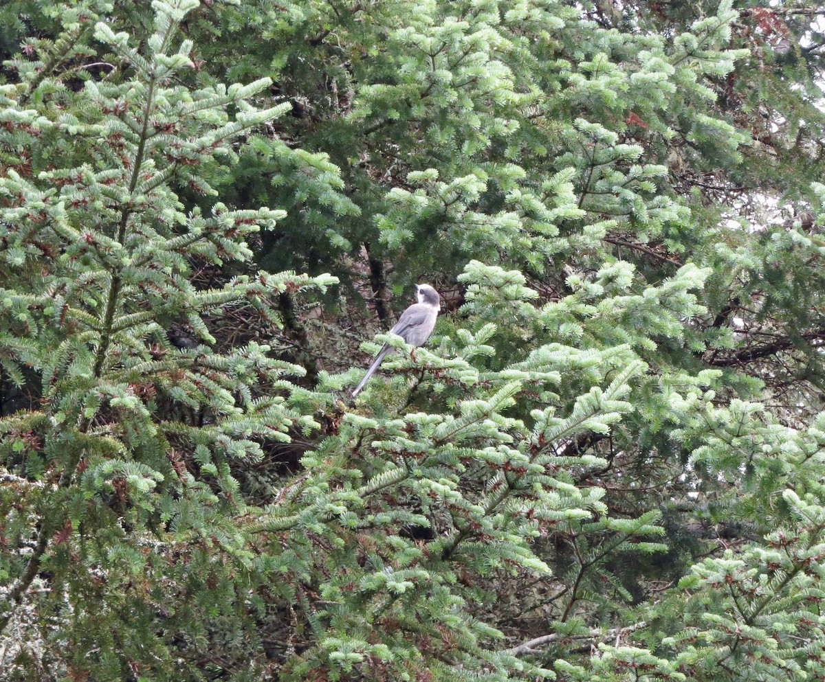 Canada Jay - ML66247951