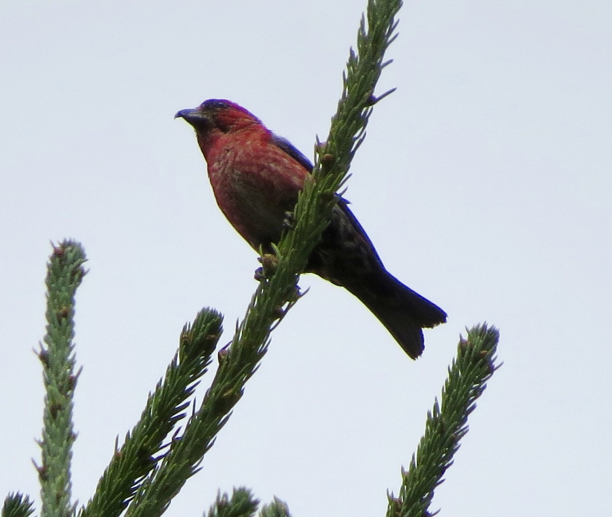 White-winged Crossbill - ML66248111