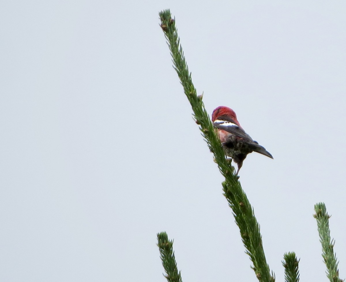 White-winged Crossbill - ML66248121