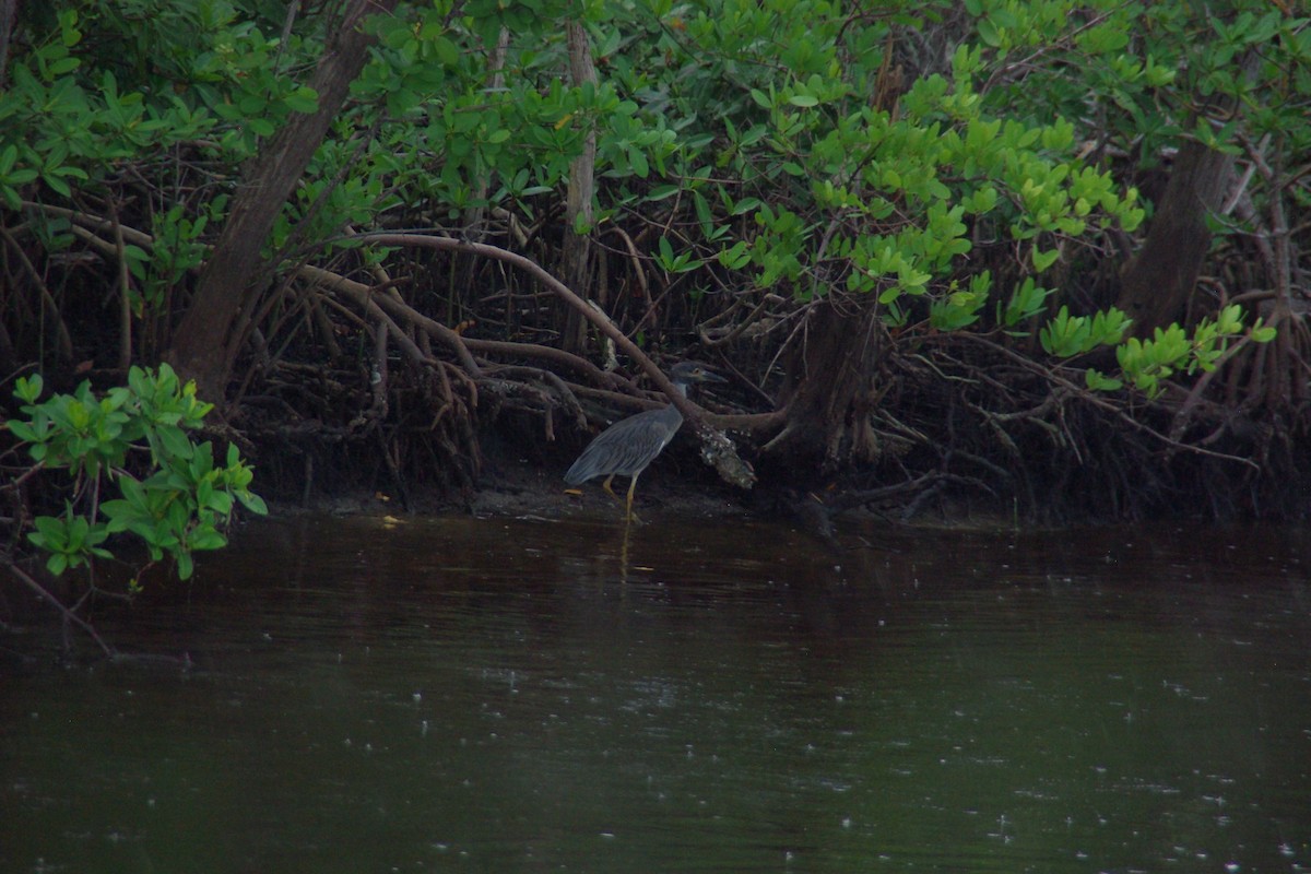 Yellow-crowned Night Heron - David Weisenbeck