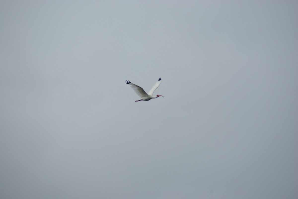 White Ibis - David Weisenbeck