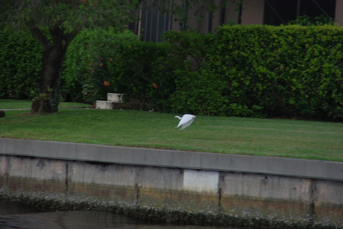 Snowy Egret - ML66249391