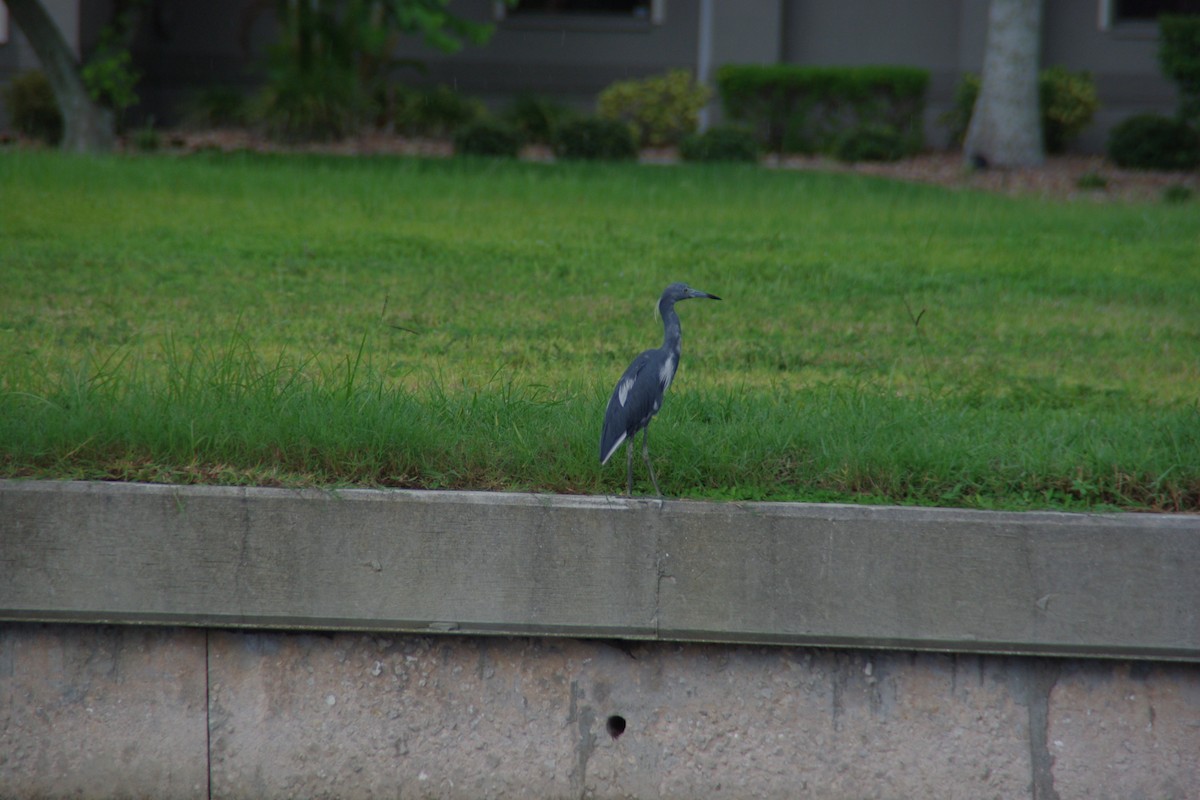 Little Blue Heron - ML66249441