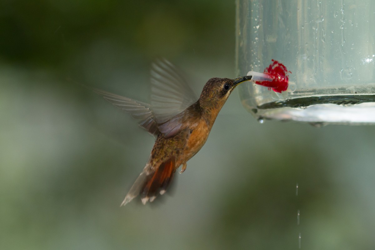 Rufous-breasted Hermit - ML66249481
