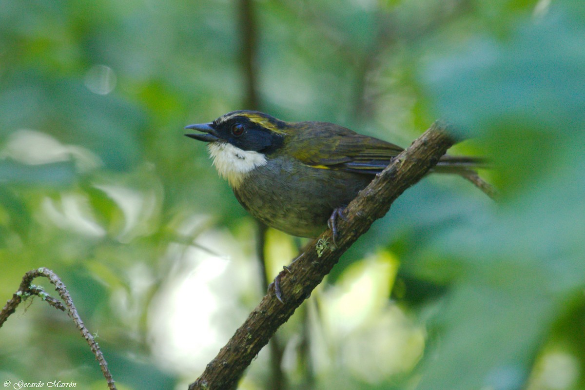 Green-striped Brushfinch - Gerardo Marrón