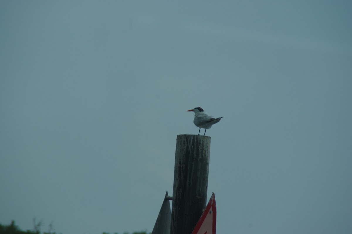 Royal Tern - ML66250221