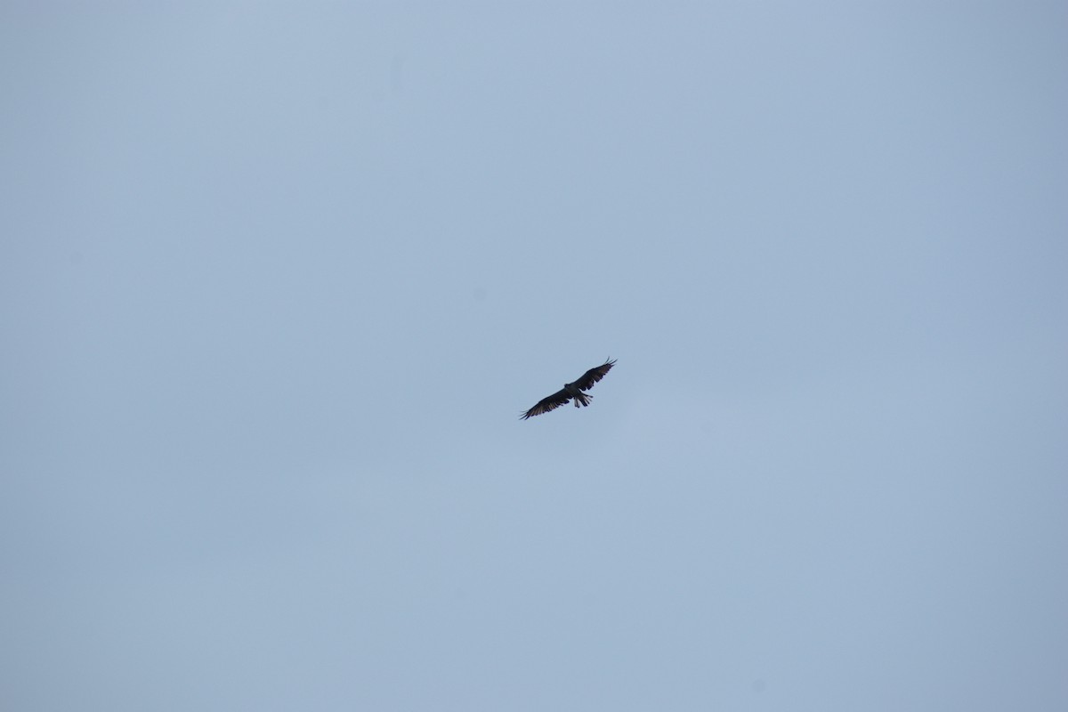 Águila Pescadora (carolinensis) - ML66250291