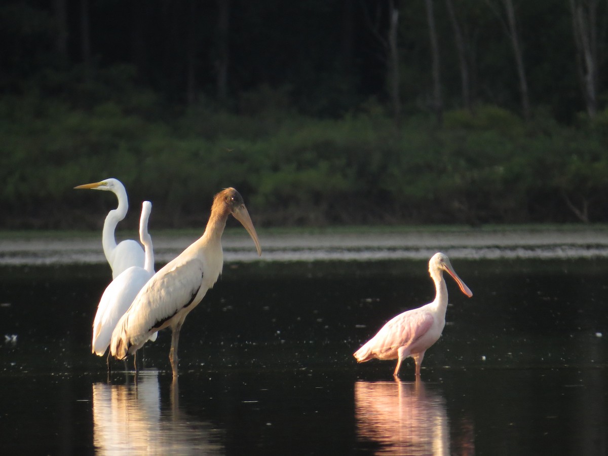 Wood Stork - ML66250441