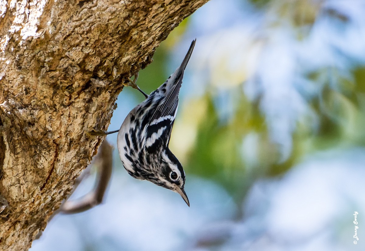 Black-and-white Warbler - ML66250471