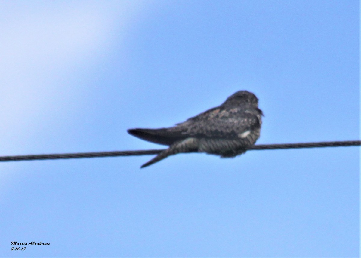 eBird Checklist - 16 Aug 2017 - Western Palm Beach County - 29 species