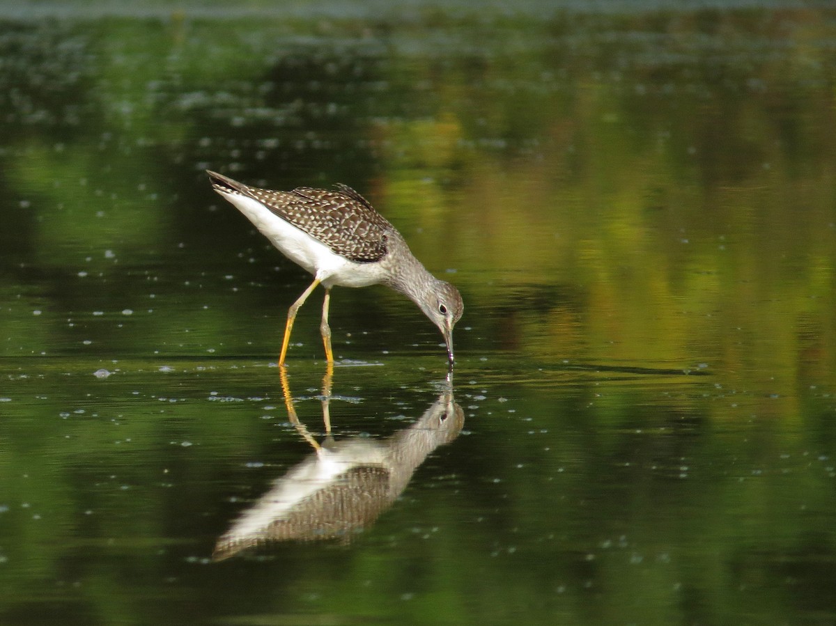 Lesser Yellowlegs - ML66251281