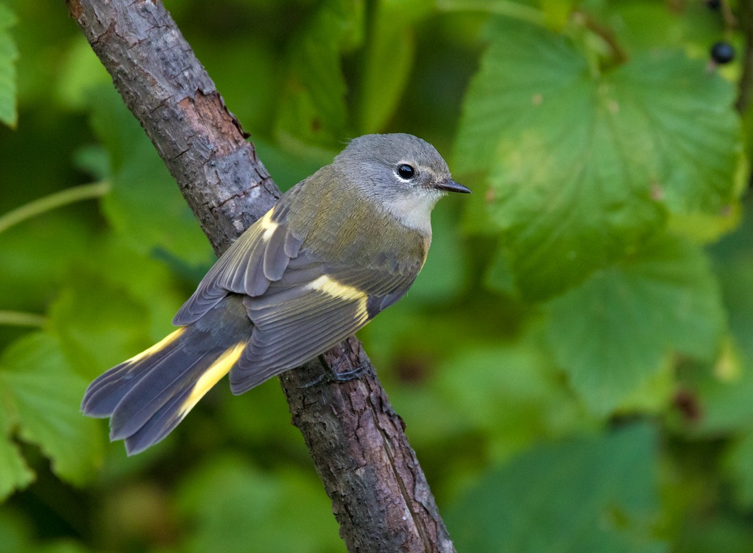 American Redstart - Nick Saunders