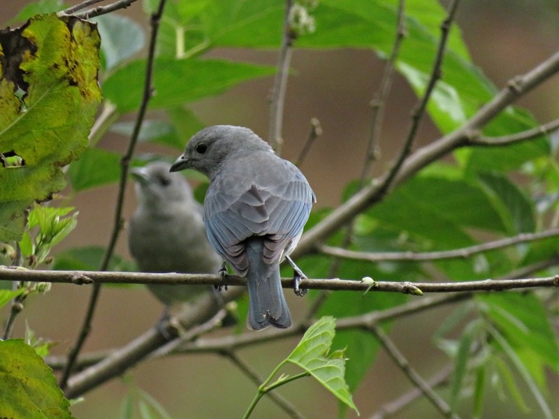 Sayaca Tanager - ML66253751