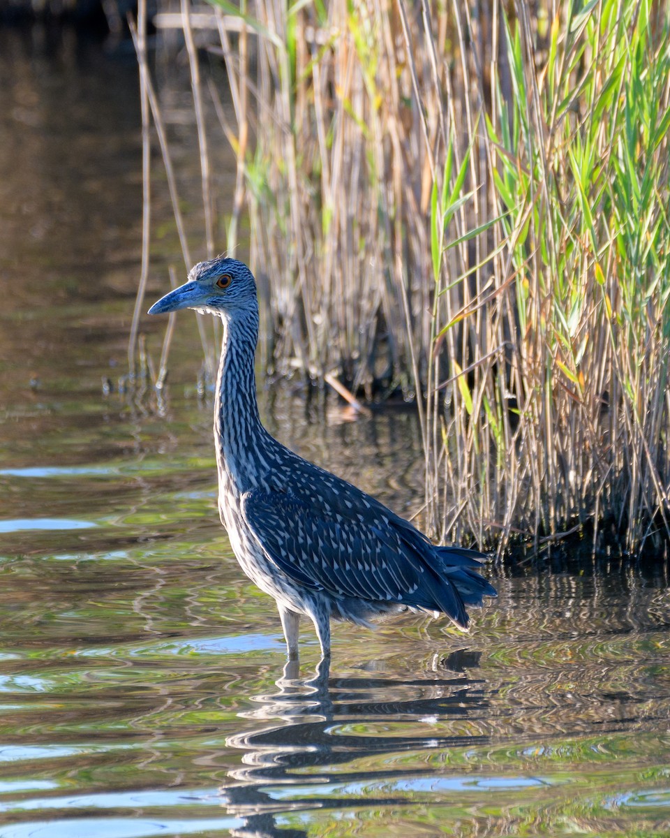 Yellow-crowned Night Heron - Joseph Campolo