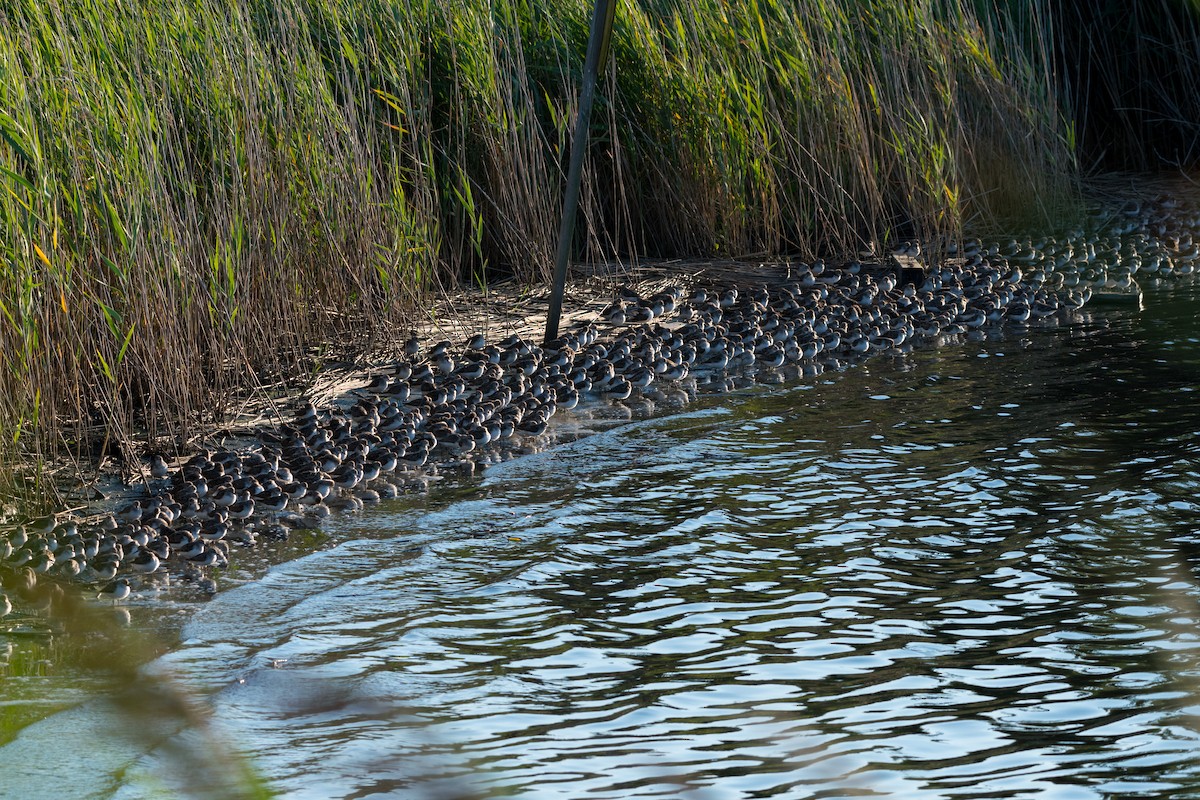 Semipalmated Sandpiper - ML66254571
