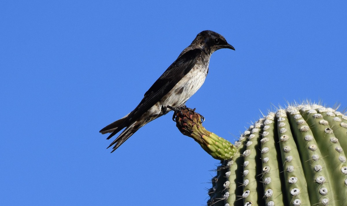 Purple Martin (hesperia) - Chris Rohrer 🦜