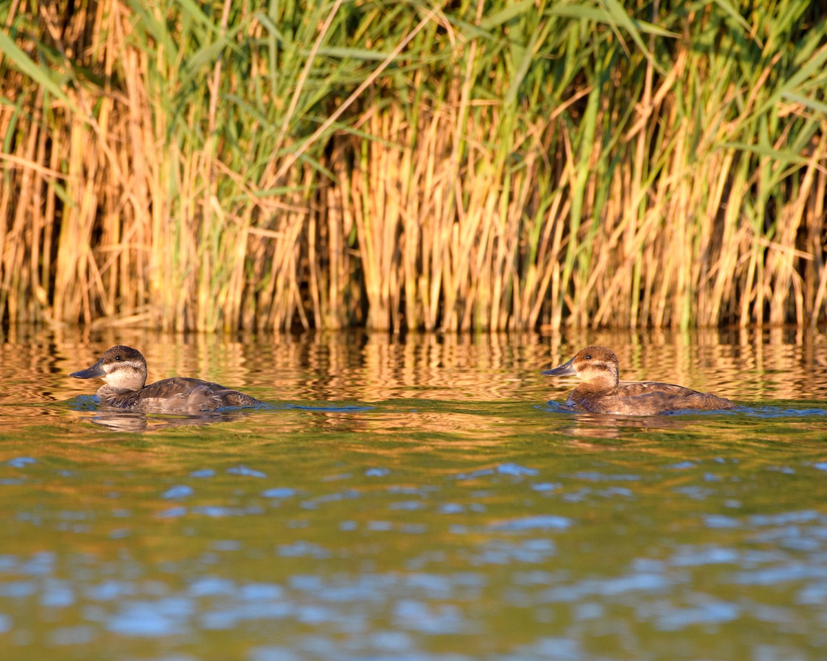 Ruddy Duck - ML66254841