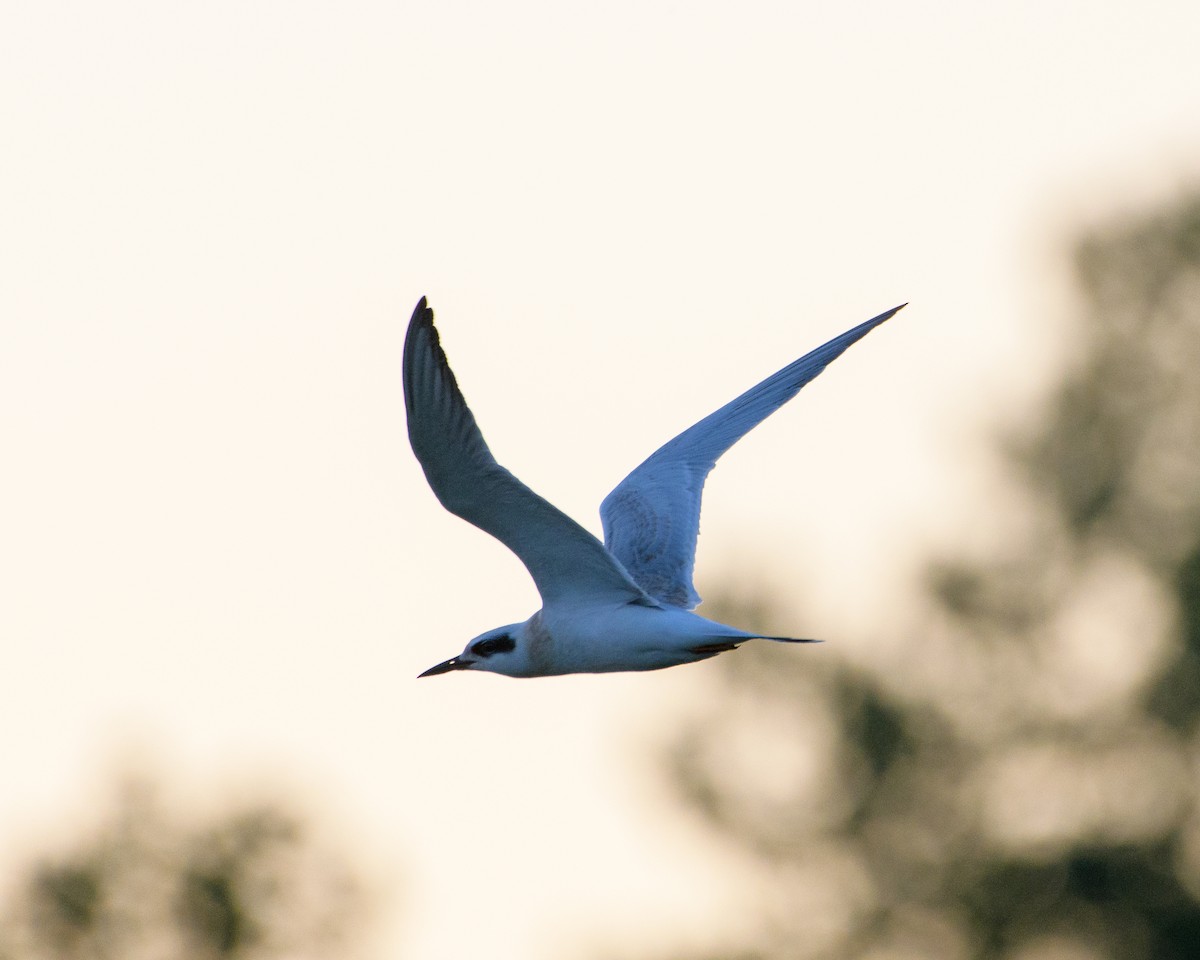 Least Tern - ML66255861