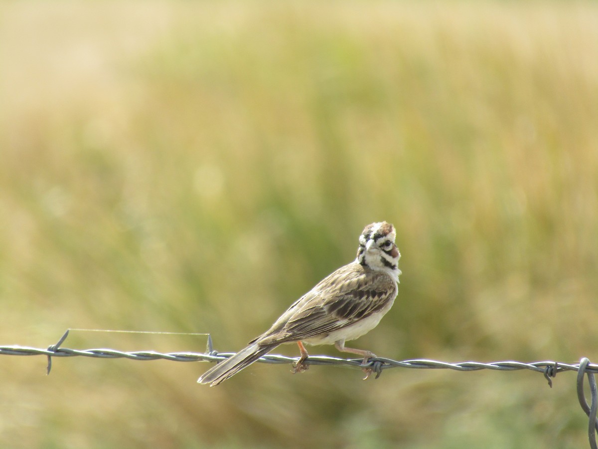 Lark Sparrow - ML66256281