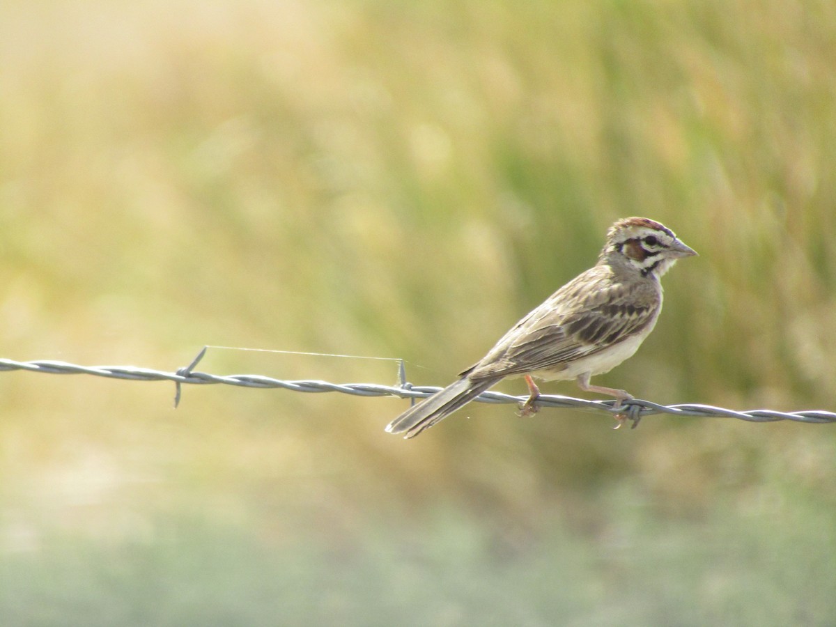 Lark Sparrow - Bob Barnes