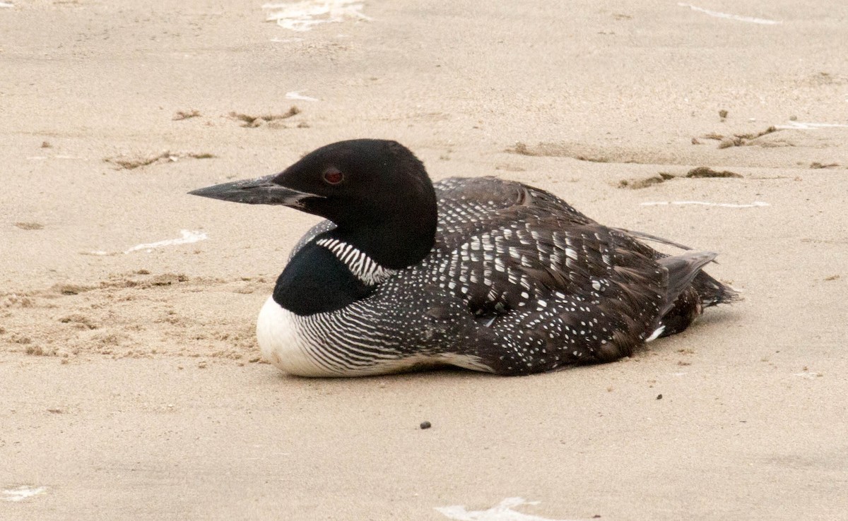 Common Loon - Paul Fenwick