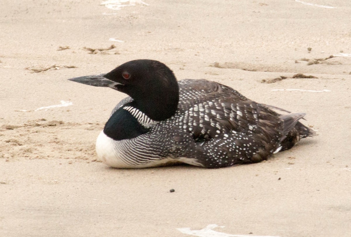 Common Loon - ML66256601