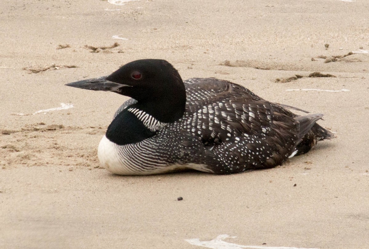 Common Loon - ML66256611