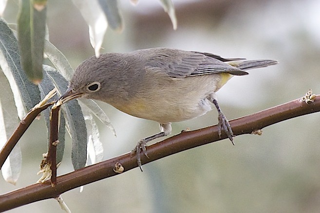 Virginia's Warbler - ML66256641