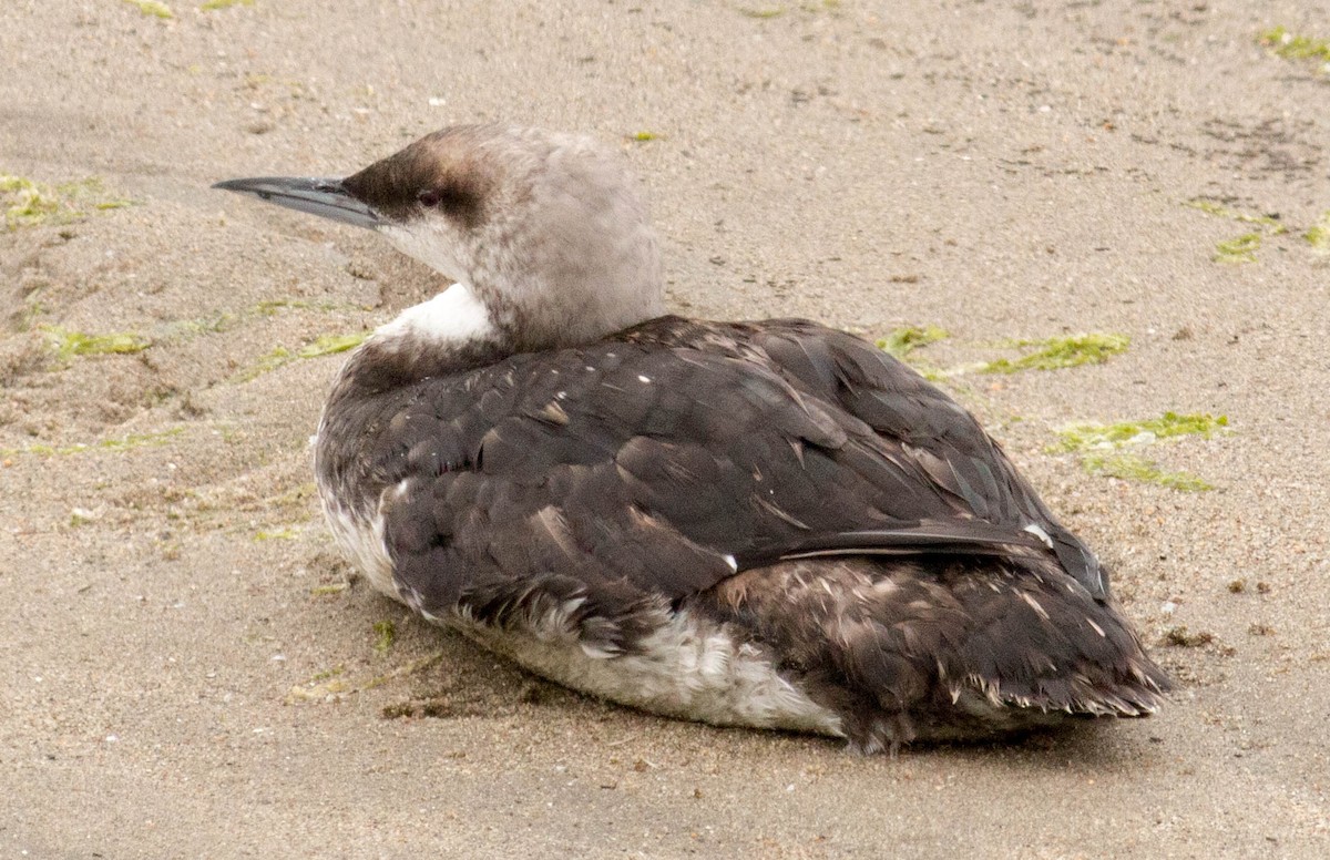 Pacific Loon - ML66256791