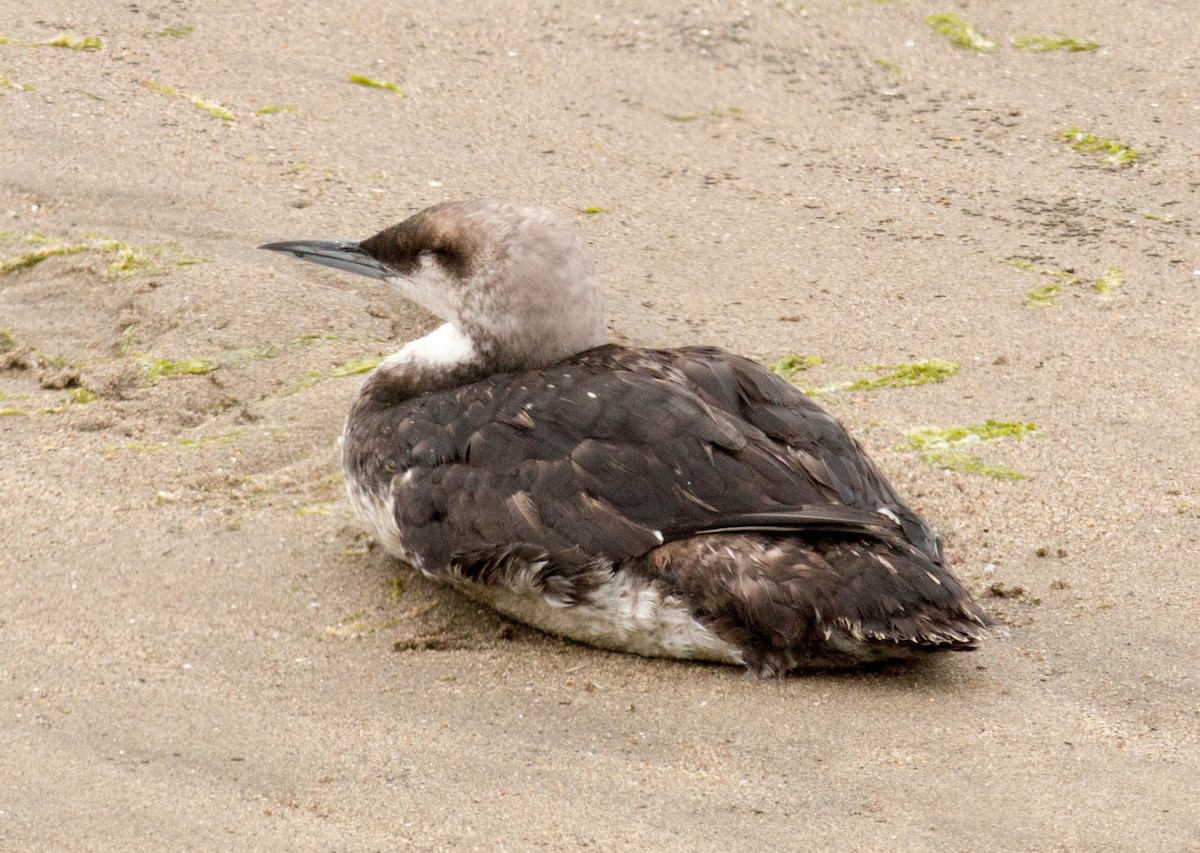 Pacific Loon - ML66256811