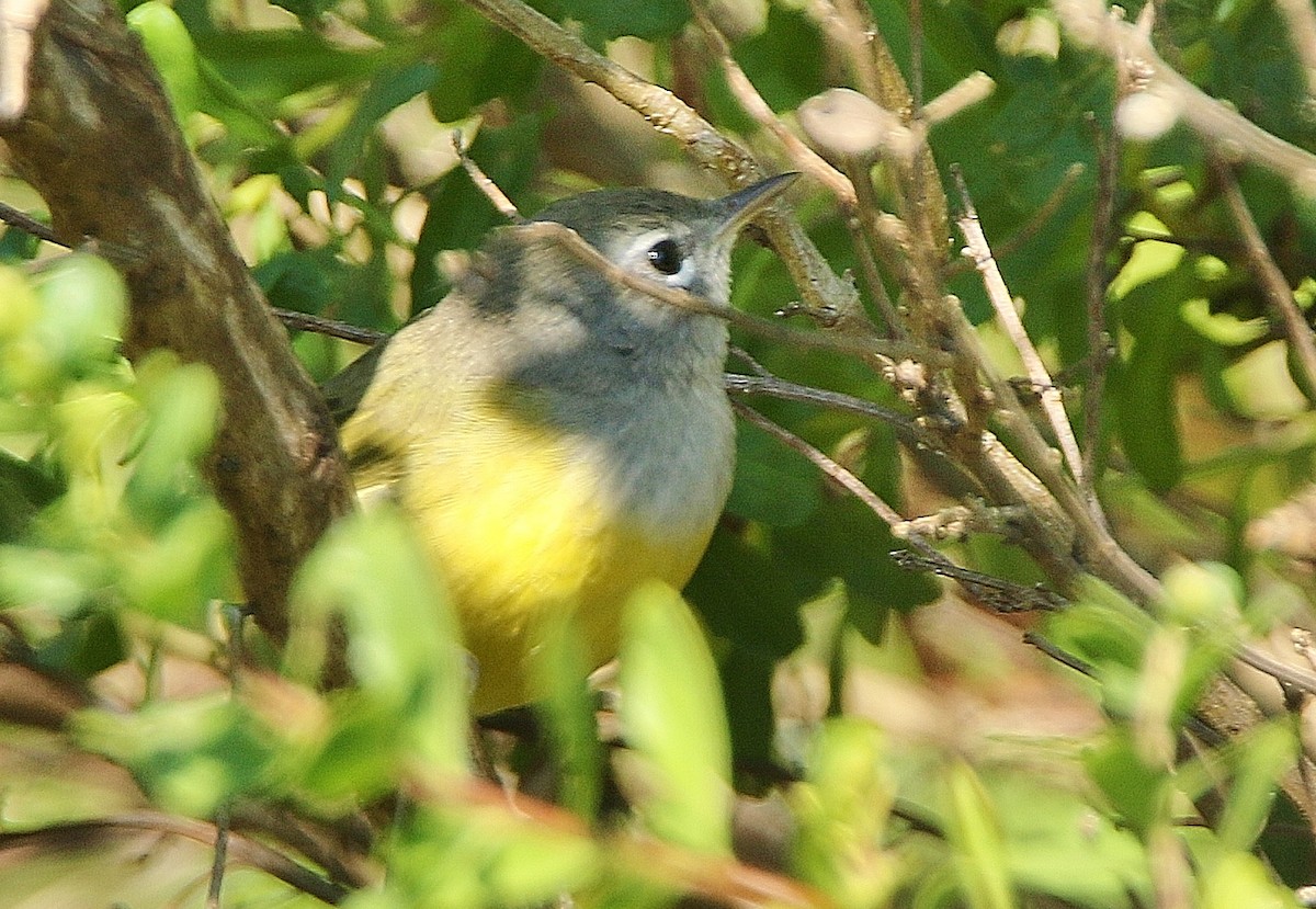 MacGillivray's Warbler - Glenn Anderson