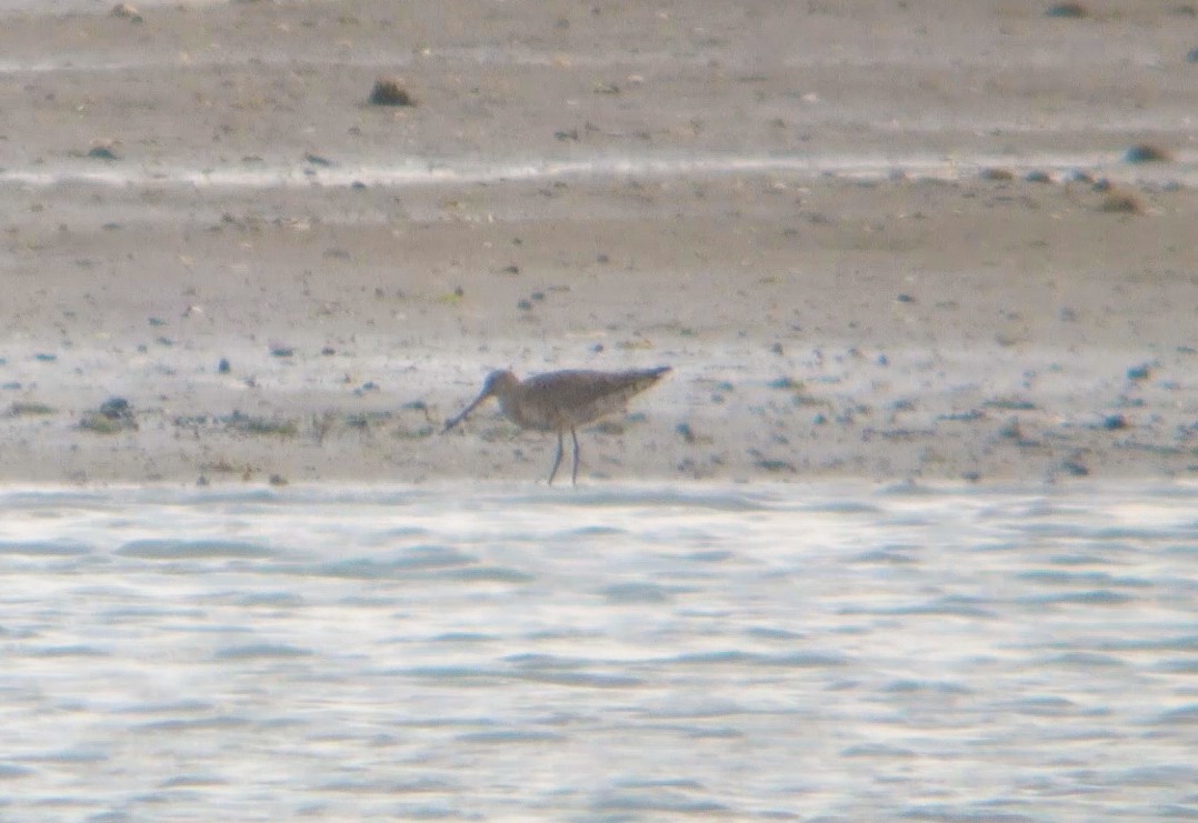 Hudsonian Godwit - ML66258091