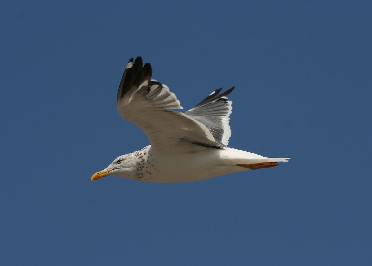 Lesser Black-backed Gull (Heuglin's) - ML66262311